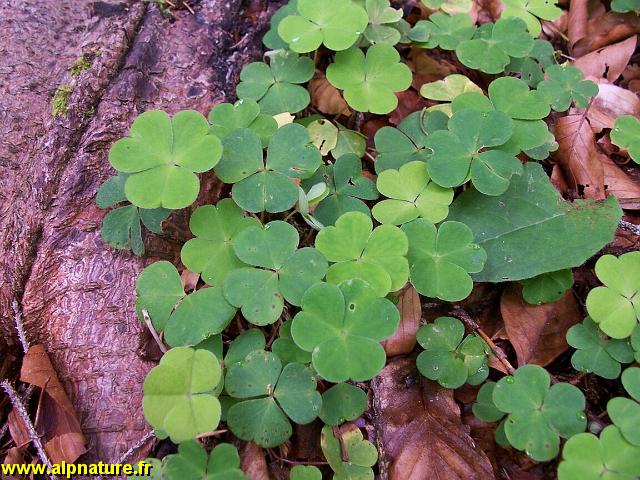 41_pain de coucou (oxalis).jpg